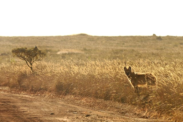 Lobo-guará 1
