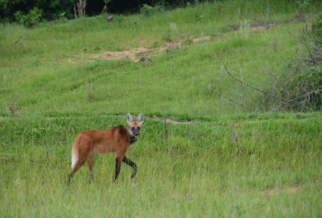 Lobo-guará 3