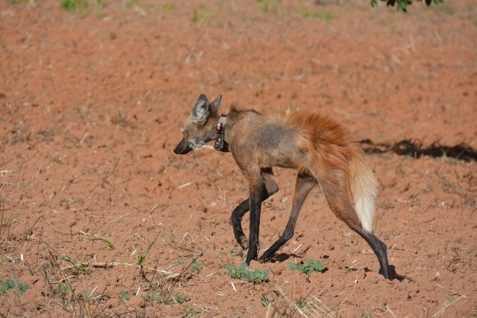 Expedições que enfrentam a sarna sem tirar o animal do território