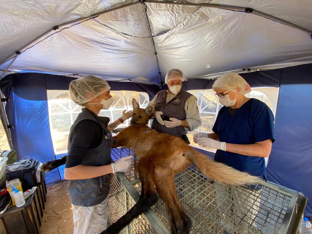 Expedições que enfrentam a sarna sem tirar o animal do território