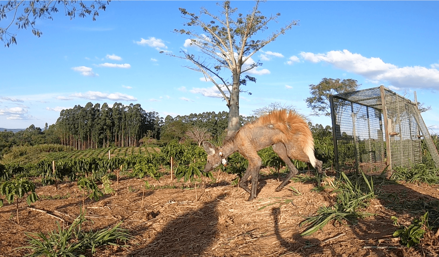 Expedições que enfrentam a sarna sem tirar o animal do território