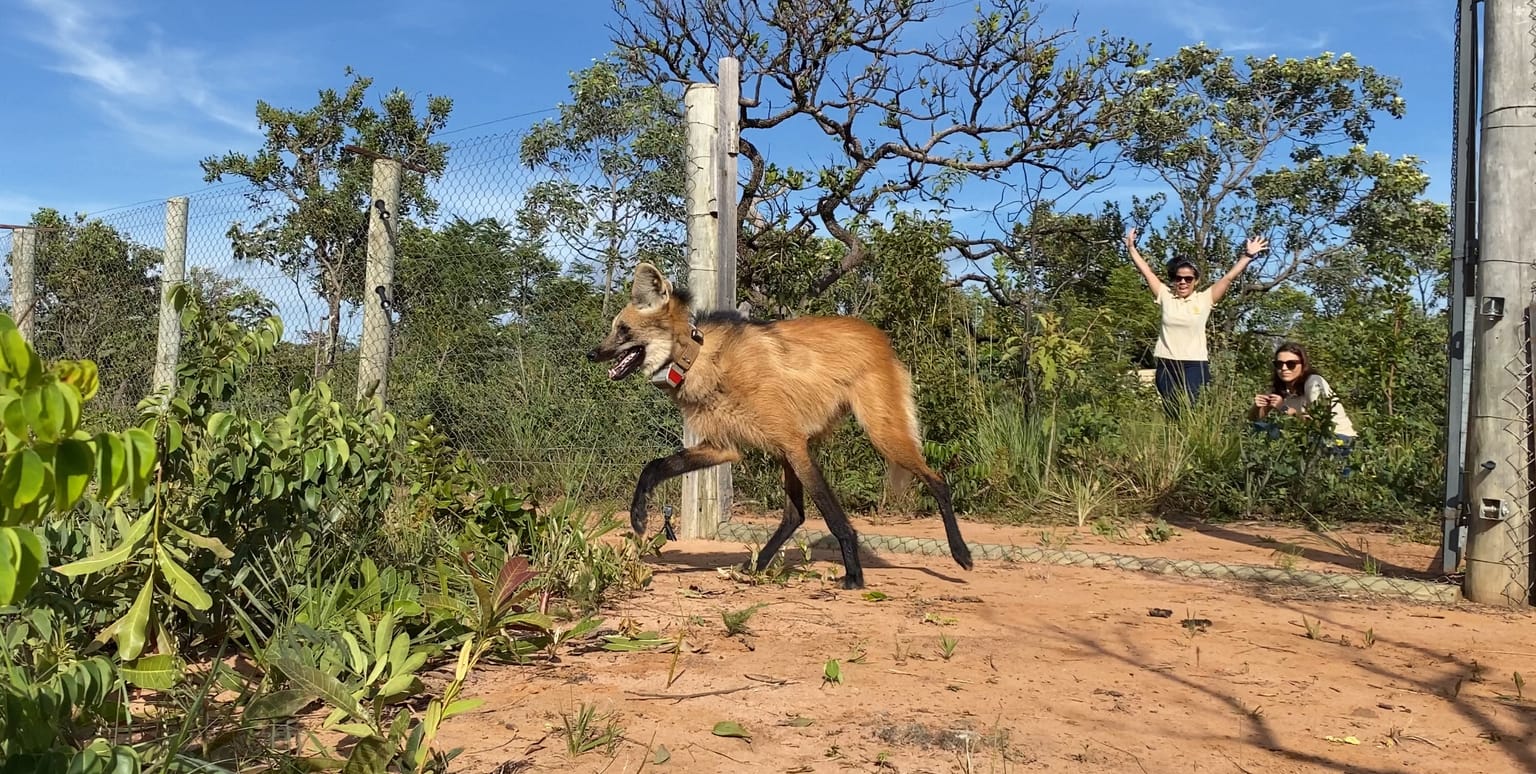 Do resgate à readaptação: a jornada de volta ao Cerrado