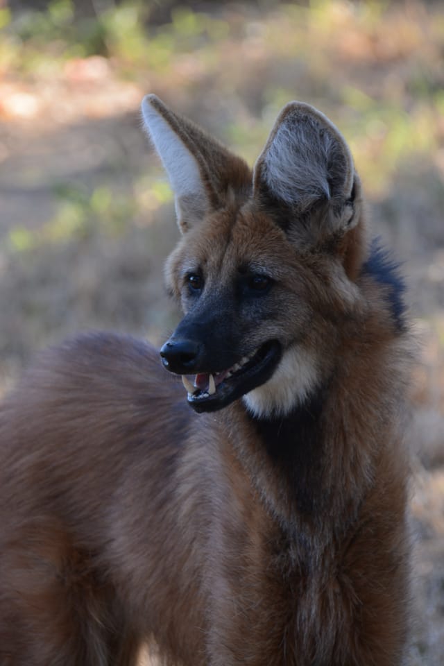 Lobo-guará ameaçado