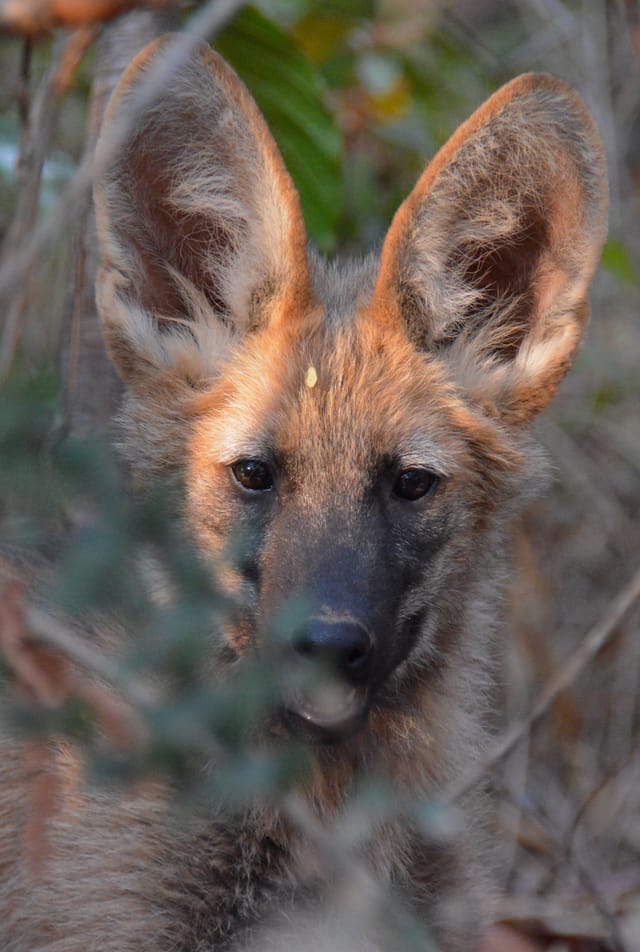 Lobo-guará