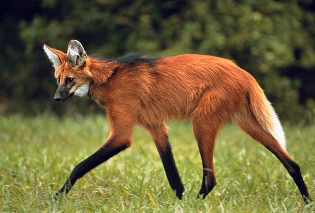 Lobo-guará caminhando